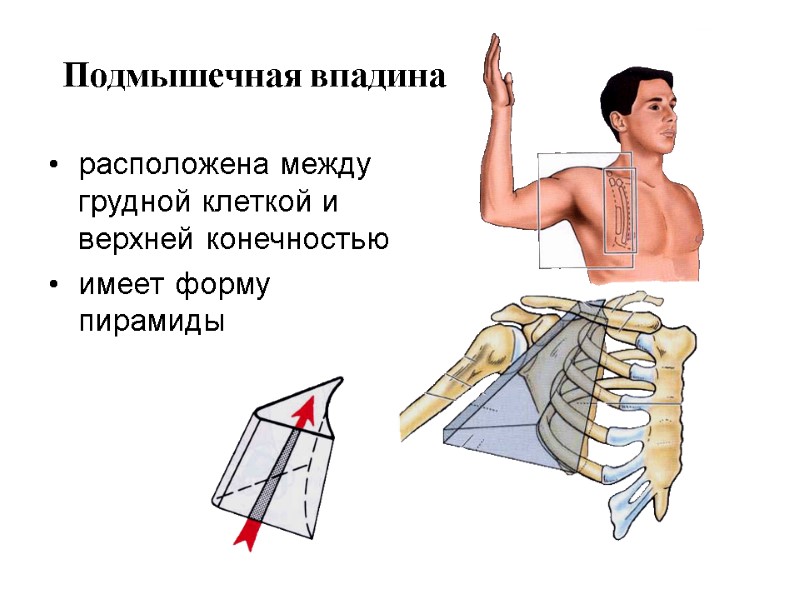 Подмышечная впадина расположена между грудной клеткой и верхней конечностью имеет форму пирамиды